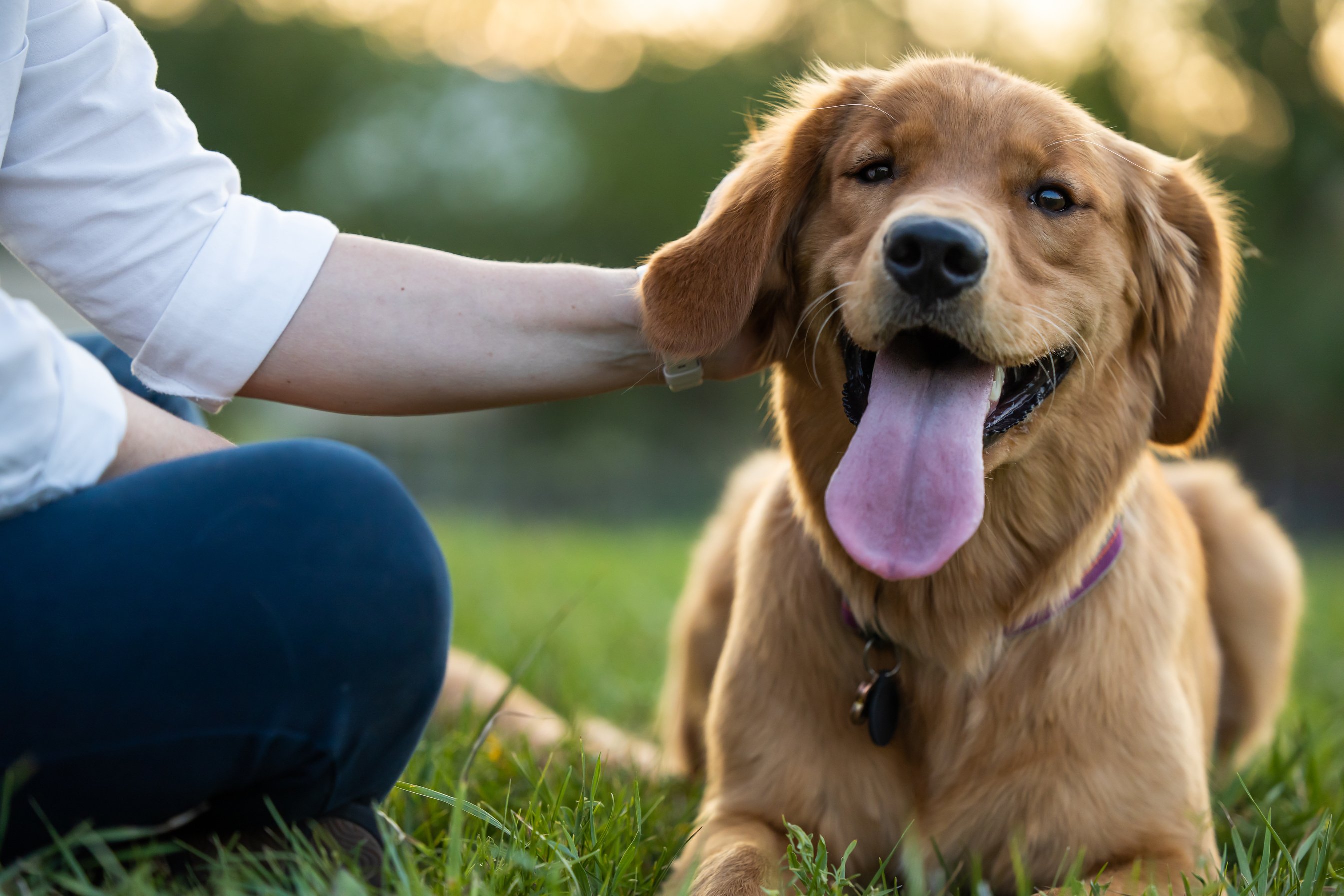 Happy Dog Scratch Behind the Ear